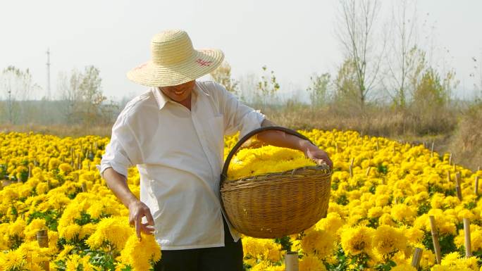 金丝皇菊