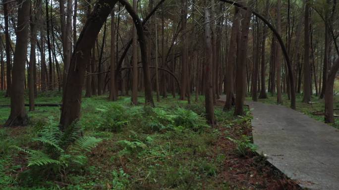 小芝红树林