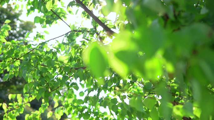 阳光穿透树叶的空镜头