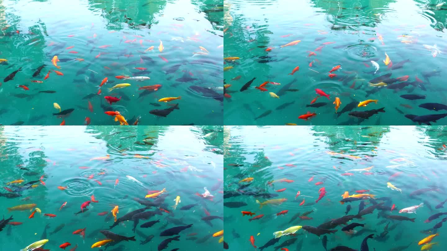 济南五龙潭公园游客喂食在水中游动的锦鲤