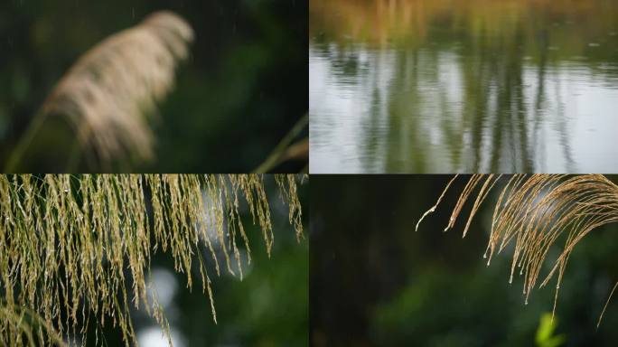 秋雨