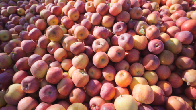 小金苹果高原糖心苹果有机生态果园生长过程