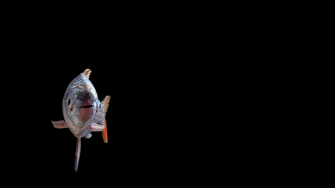 红尾鱼游动动画通道素材