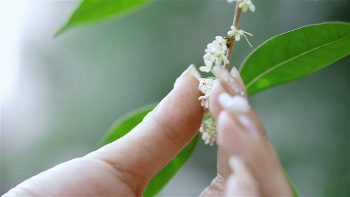 桂花飘落