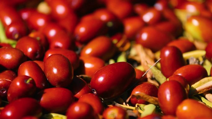 红枣种植基地新疆和田红枣有机红枣