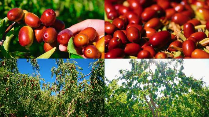 红枣种植基地新疆和田红枣有机红枣