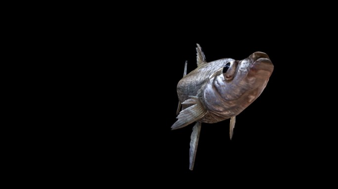 大白鱼向前游动画透明通道素材
