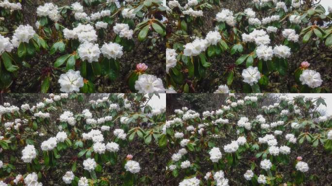 盛开的杜鹃花白色农村山区