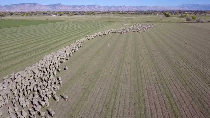 科罗拉多州牧羊犬放牧一大群羊