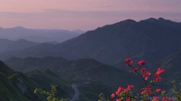 大山 晚霞 色 杜鹃花