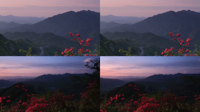 大山 晚霞 色 杜鹃花