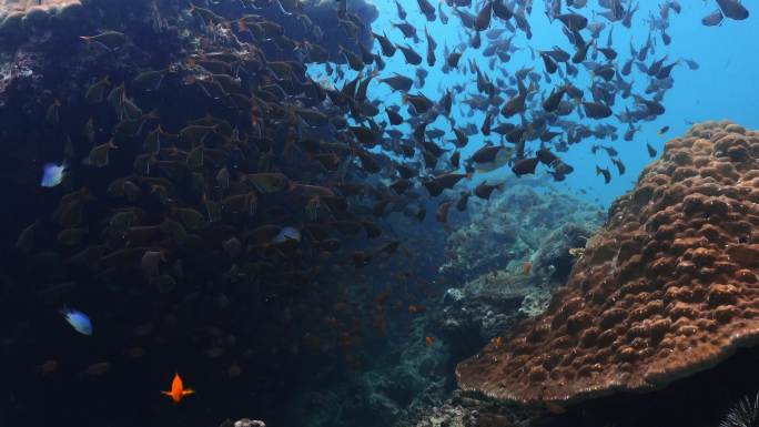 自由潜拍摄海底的珊瑚和鱼群