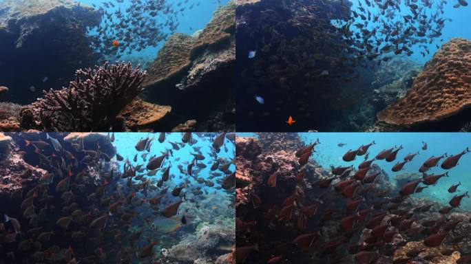自由潜拍摄海底的珊瑚和鱼群