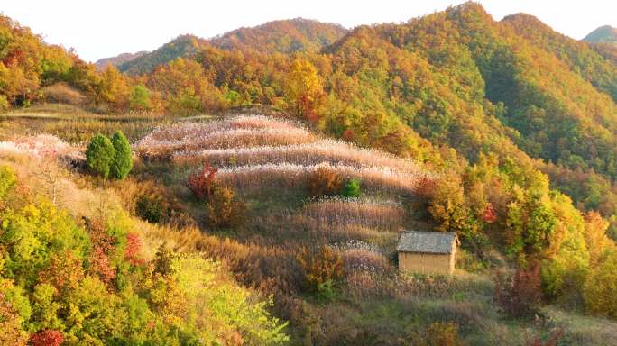 山顶的芦苇荡秋景航拍2