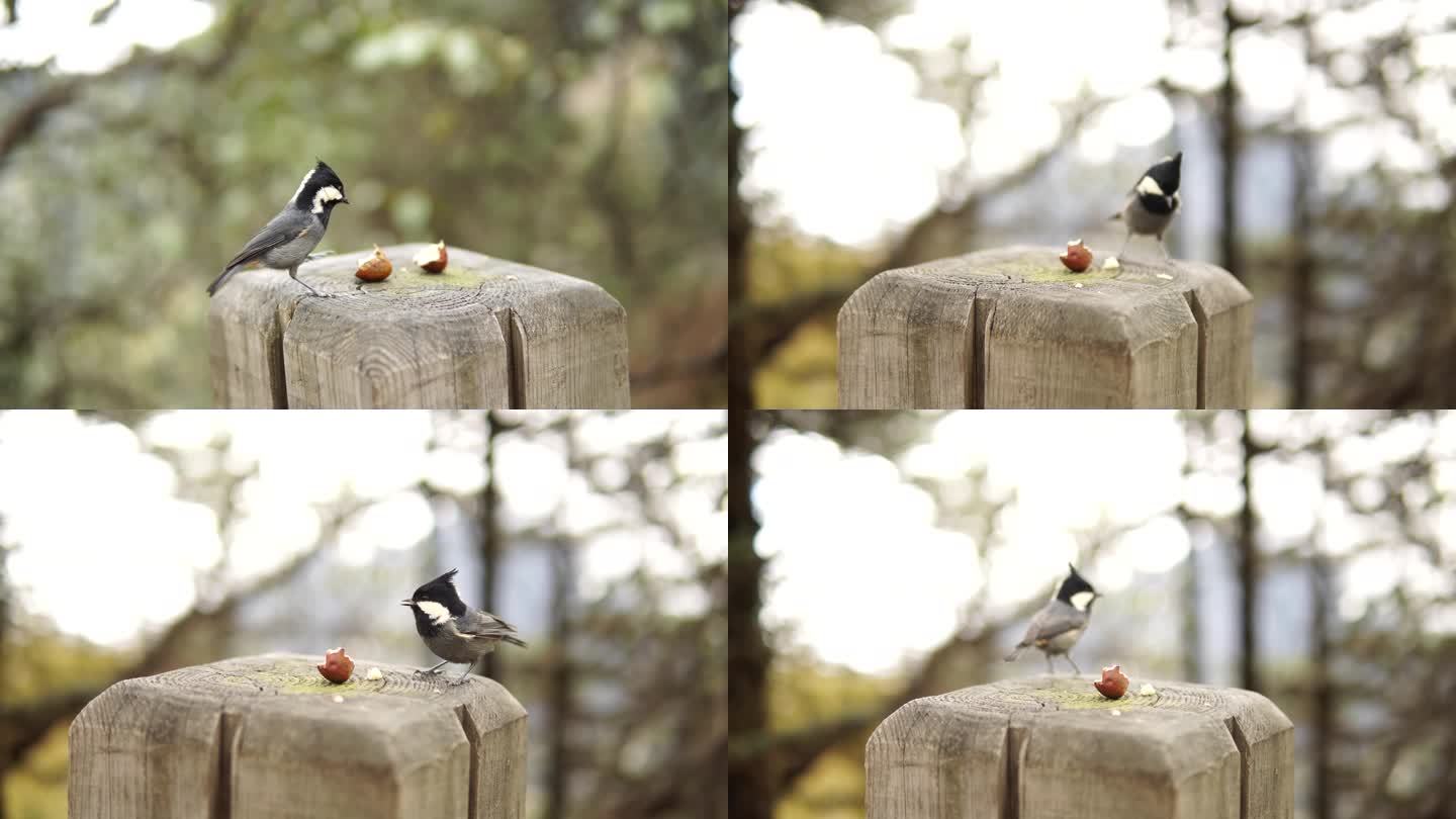 煤山雀小鸟偷食