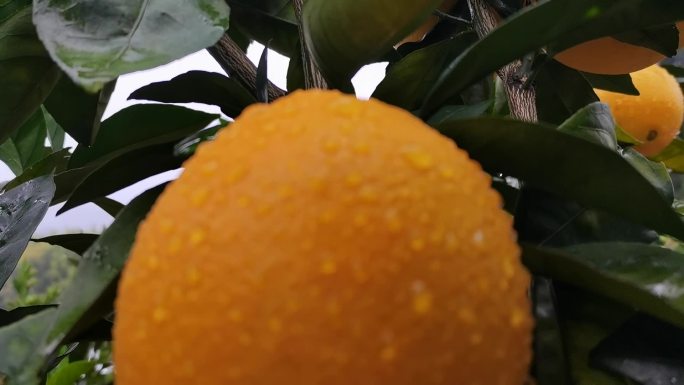 雨露脐橙标杆级果型