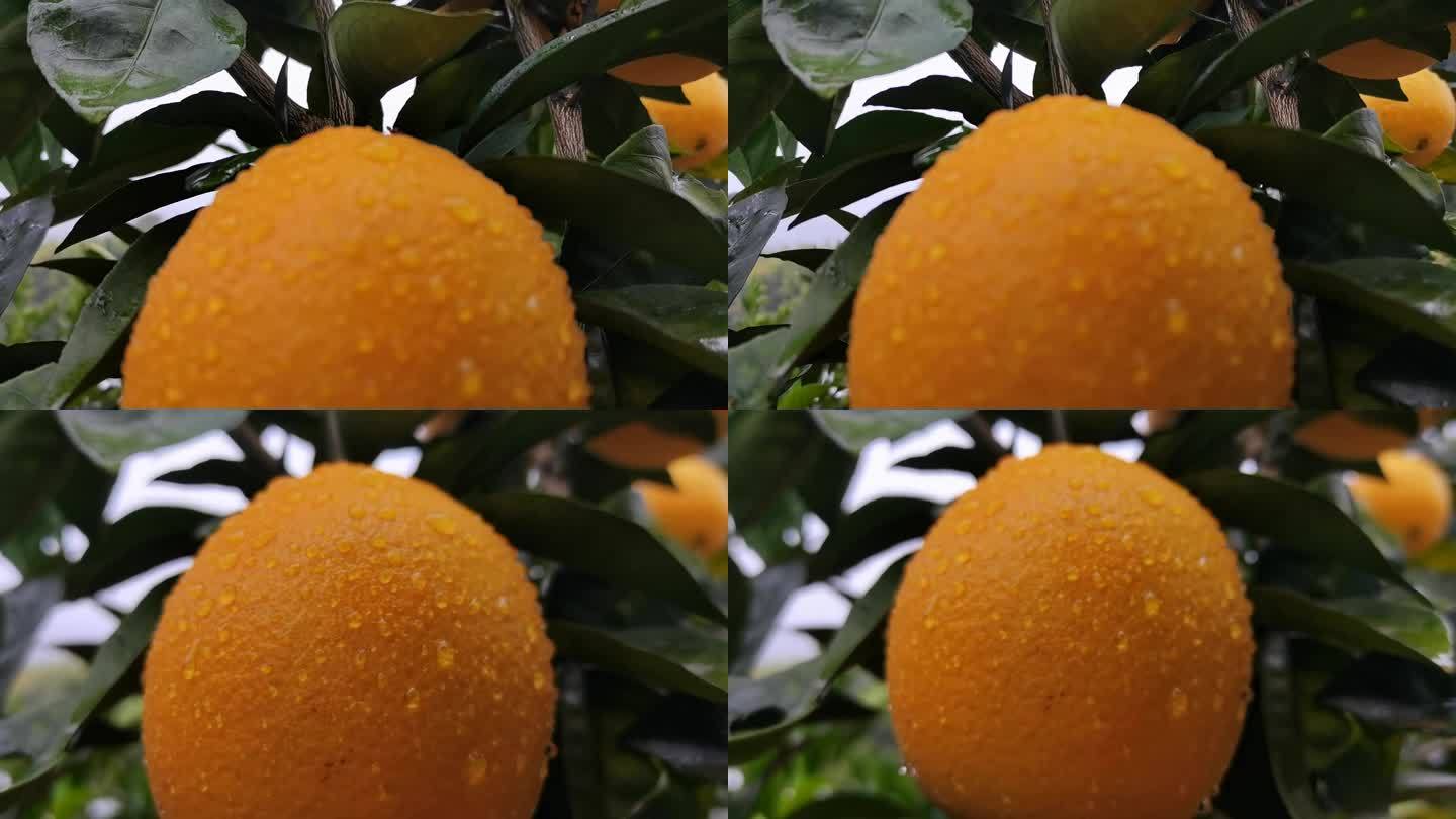雨露脐橙标杆级果型