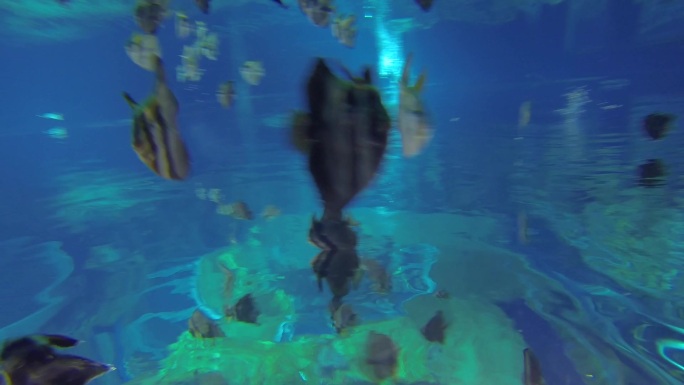海洋公园 鱼群游动 水下拍摄 海洋馆