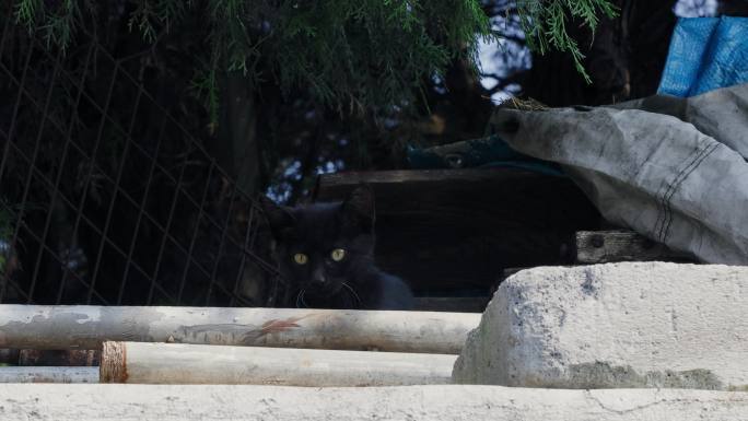 4K50帧高清黑猫