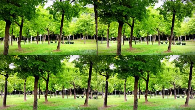 公园草地树木自然景观素材
