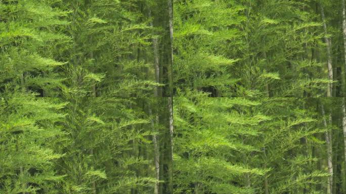 竹林山树林地面空镜