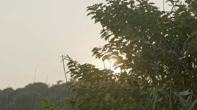 逆光夕阳唯美意境风吹树叶