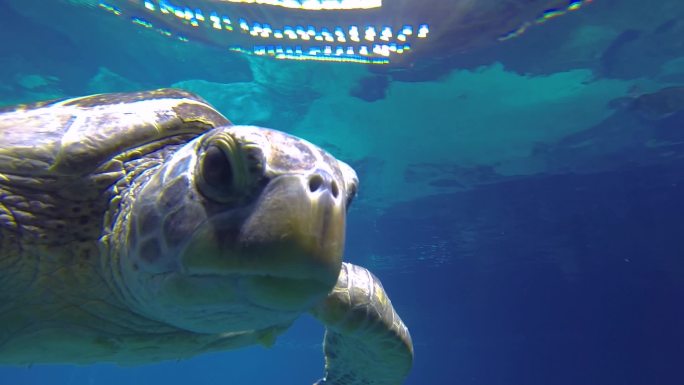 海洋公园 鱼群游动 水下拍摄 海洋馆