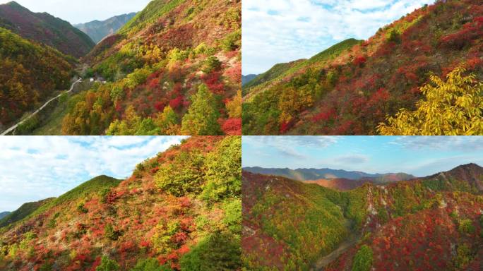 大山里满山红叶群山航拍空镜8