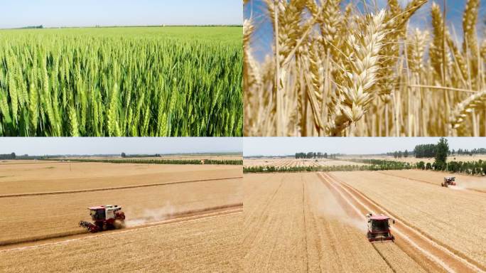 小麦从麦苗到收割