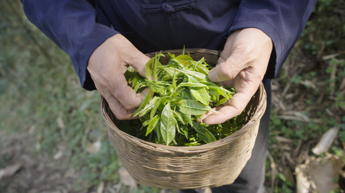 百年野生古树茶明前采摘独芽龙门山枇杷川茶