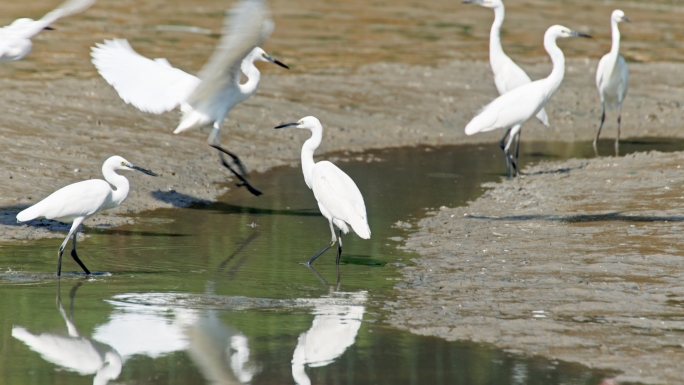 白鹭鸟鸟儿飞鸟生态公园春风绿地湿地环保