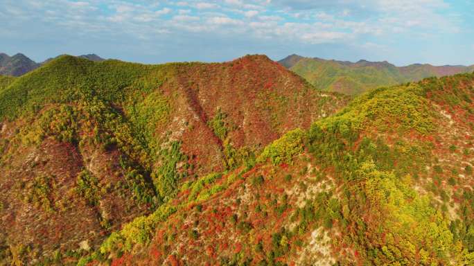 大山里满山红叶群山航拍空镜7