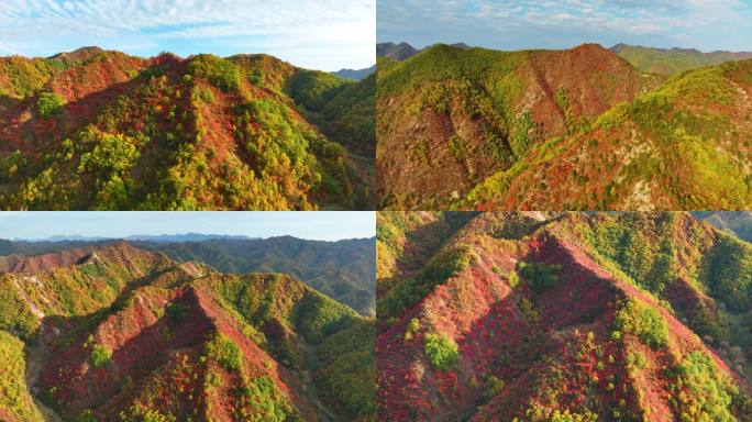 大山里满山红叶群山航拍空镜7