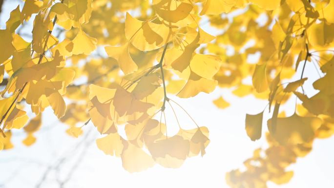 秋天金黄色银杏叶逆光阳光照射唯美空镜