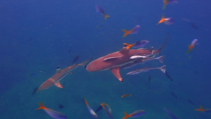 自由潜水拍摄鲨鱼和鱼群以及寄生鱼