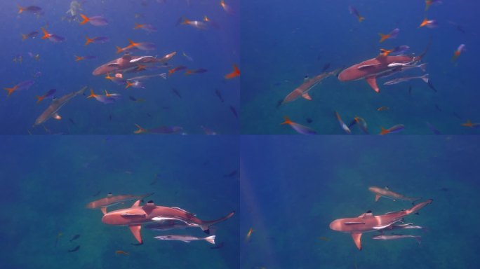 自由潜水拍摄鲨鱼和鱼群以及寄生鱼