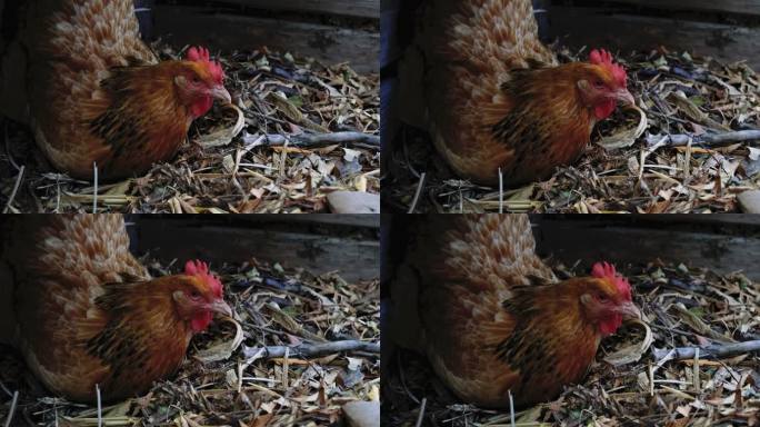 散养鸡在果盘堆里下蛋