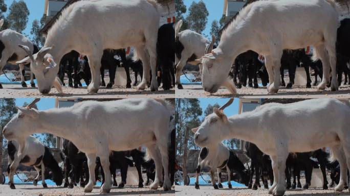 山羊升格视频乡下农村山羊养殖