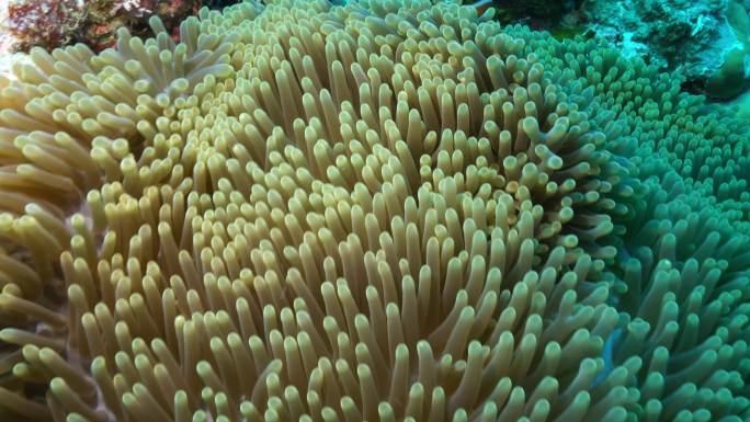 小丑鱼在海葵里面闪躲海底珊瑚