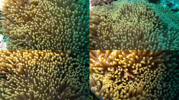 小丑鱼在海葵里面闪躲海底珊瑚