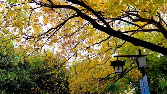 秋天的济南趵突泉公园旅游实拍景色视频4K