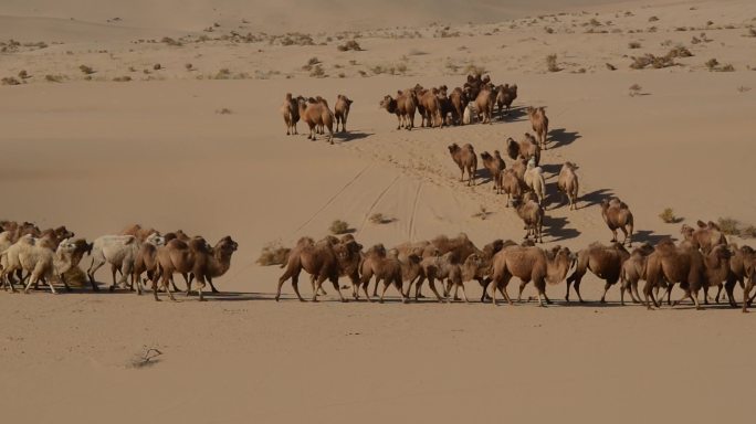 沙漠素材沙漠骆驼 轮牧 休牧 游牧 驼铃