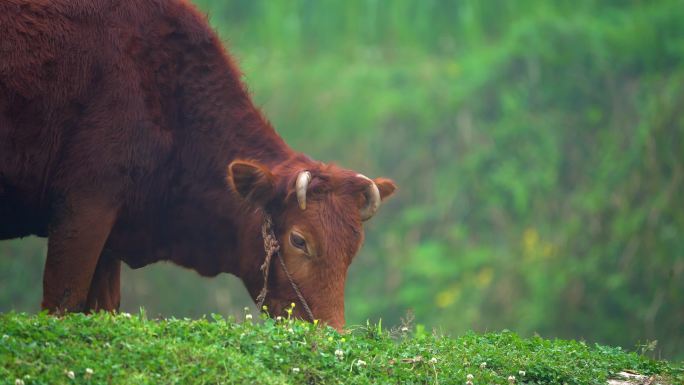 在田埂上吃草的牛
