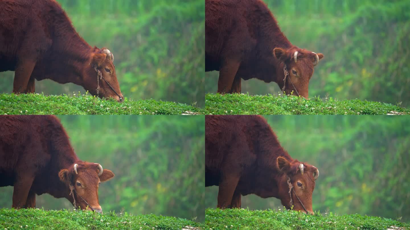 在田埂上吃草的牛