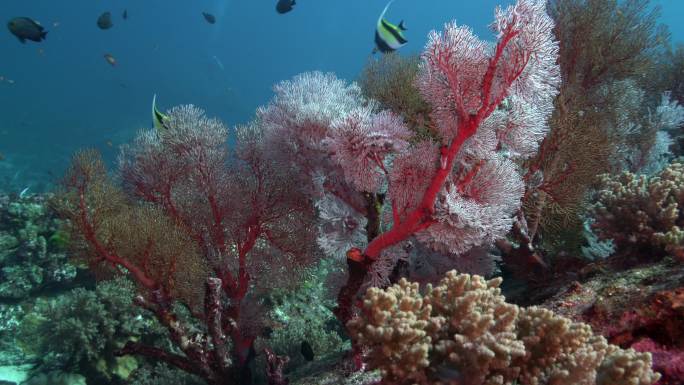 美丽的软珊瑚礁Ko Bon Similan Islands泰国
