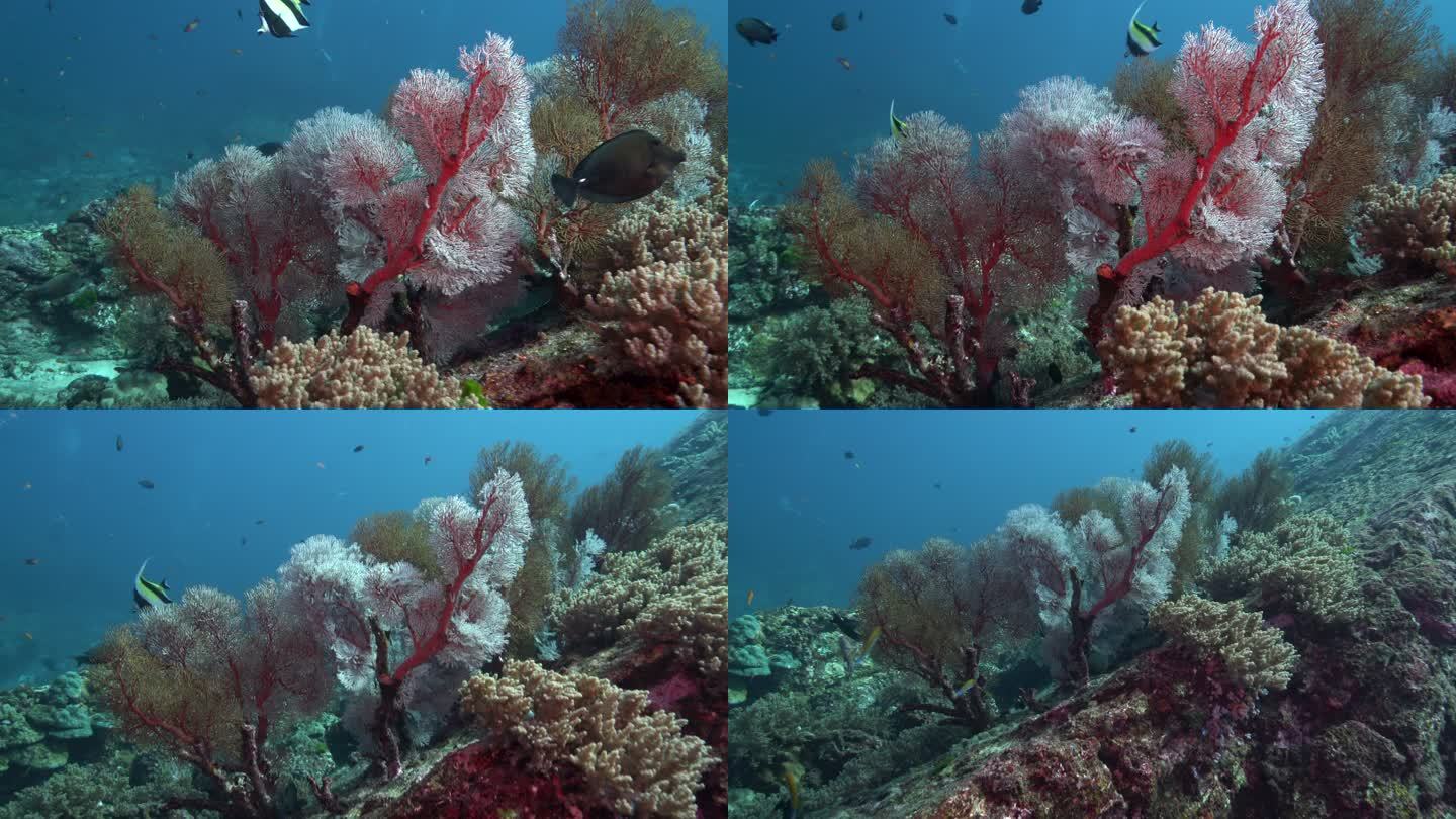 美丽的软珊瑚礁Ko Bon Similan Islands泰国