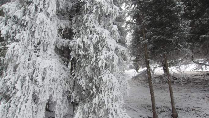 新疆 冰雪 松树 天山 滑雪