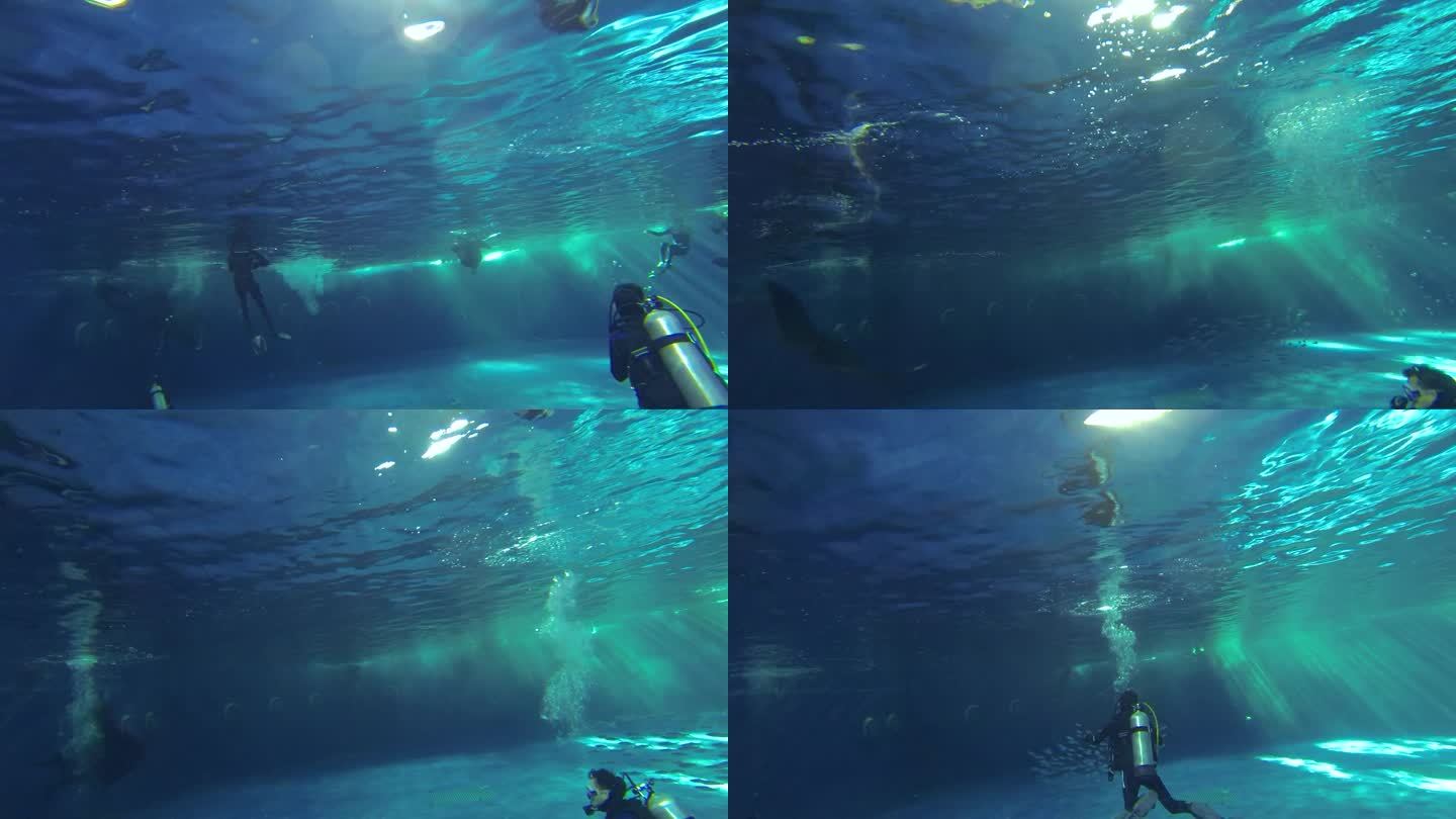 海洋公园 蝠鲼 水下拍摄 海洋馆