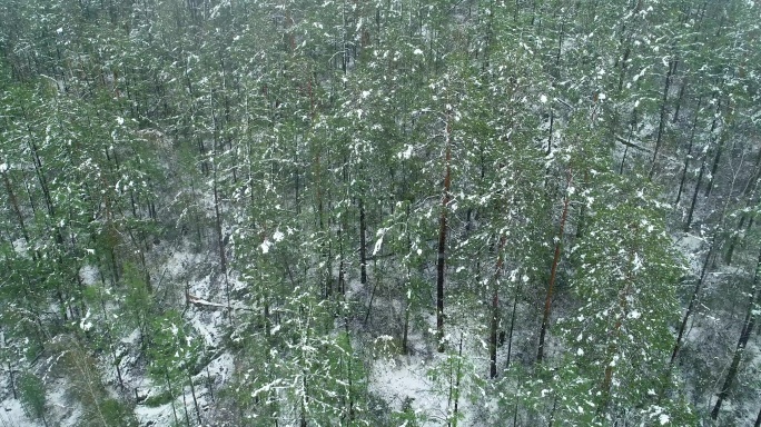 航拍大兴安岭森林雪中雾凇