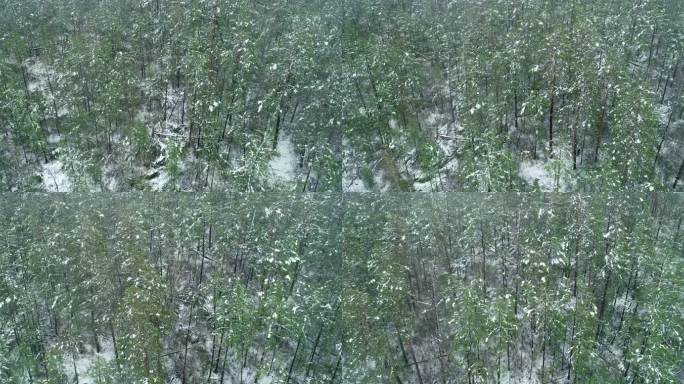 航拍大兴安岭森林雪中雾凇